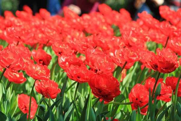 A lot of tulips have bloomed in the garden today