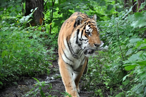 Tiger allein in der Natur