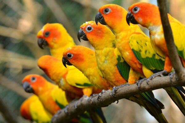 Tropische Papageien in gelb-orange Farbe