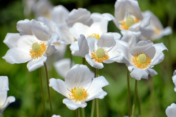 Flores blancas de verano en la naturaleza