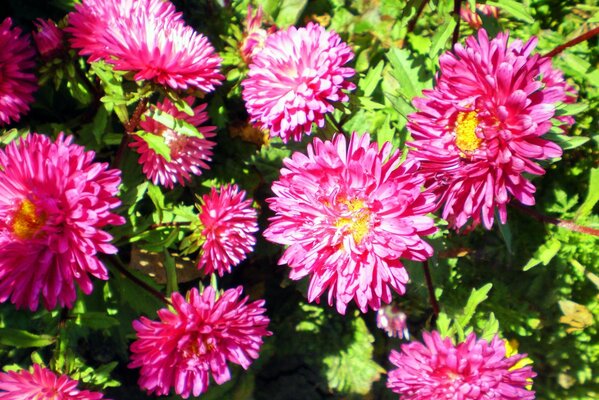 Pompons de fleurs roses sur fond de feuillage