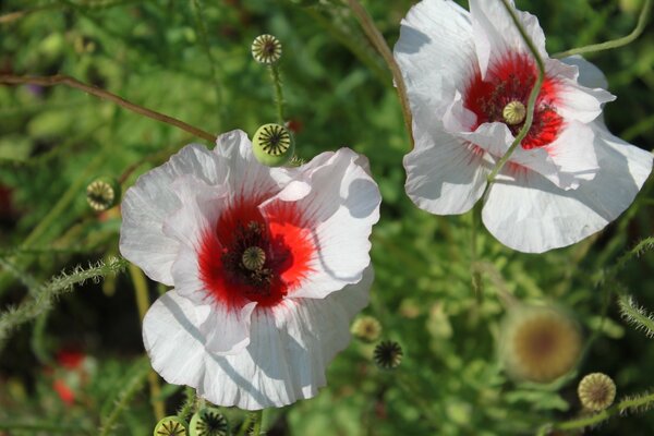 Amapolas blancas en el Prado de verano