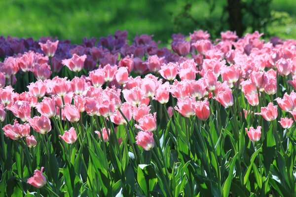 Tulips can be not only red and yellow but also pink