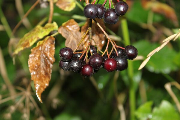 Blatt Beeren Obst Essen