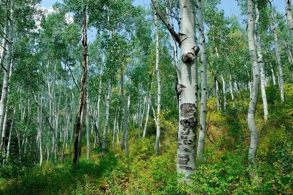 शानदार बिर्च के साथ बिर्च ग्रोव