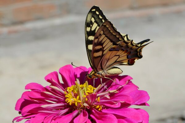 Mariposa en una flor rosa