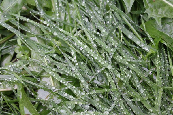 Green grass in raindrops