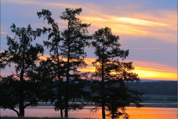 Four trees on the background of a beautiful sunset