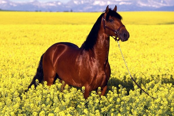 A brown horse in a blooming field