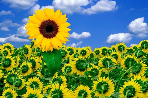 Campo di girasoli sotto un bel cielo