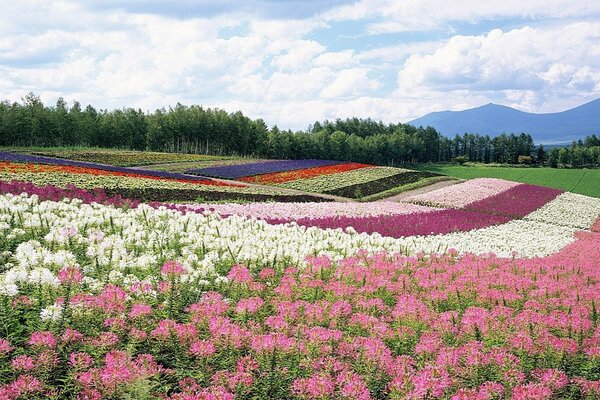 Campos multicoloridos de flores. Paisagem com montanhas e campos