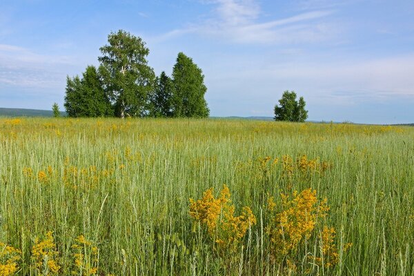 Grünes Sommerfeld unter blauem Himmel