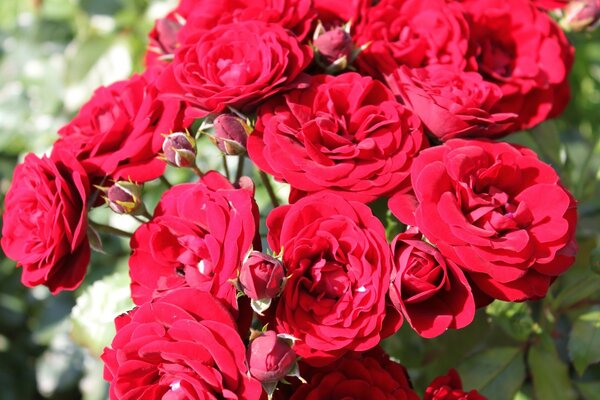 Buisson de belles roses rouges