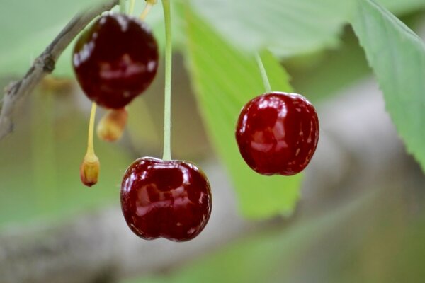 Cibo Bacca ciliegia frutta