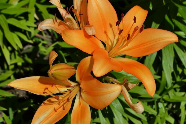 Lily est une fleur de beauté incroyable