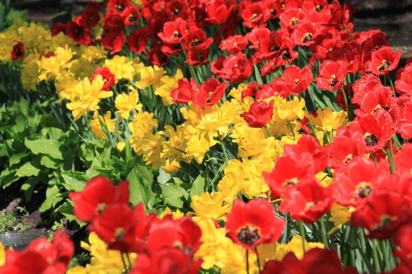 Tulipas vermelhas e amarelas florescem