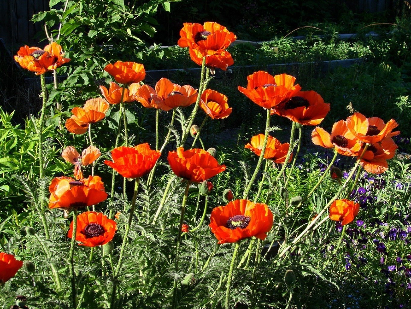 flores flor flora naturaleza poppy verano jardín hoja floral pétalo campo estación brillante bluming al aire libre color crecimiento buen tiempo hierba heno brillante