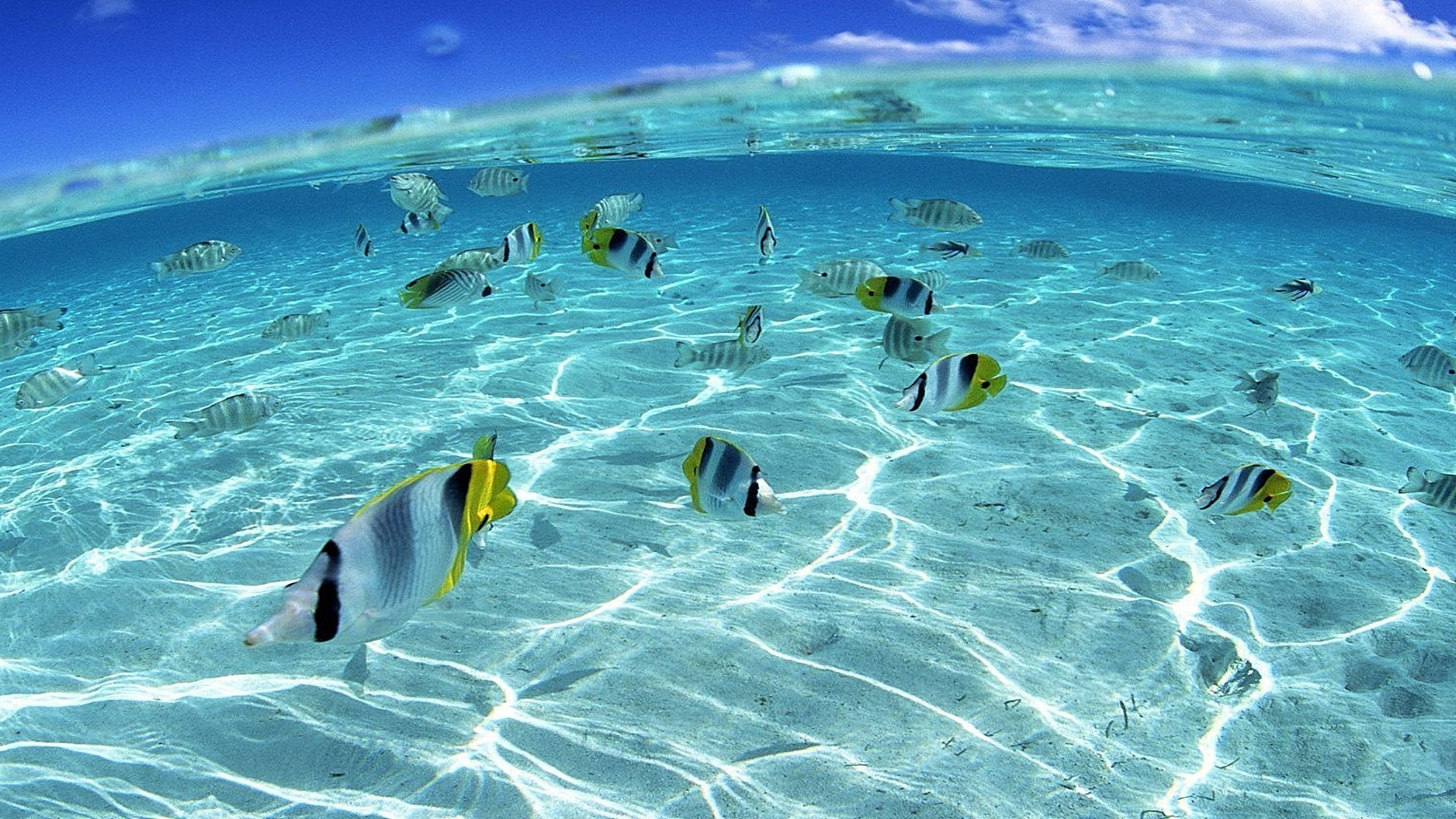 tiere unterwasser wasser ozean schwimmen meer tropisch schnorcheln urlaub reisen tauchen fisch urlaub türkis urlaub natur korallen sommer gutes wetter sand