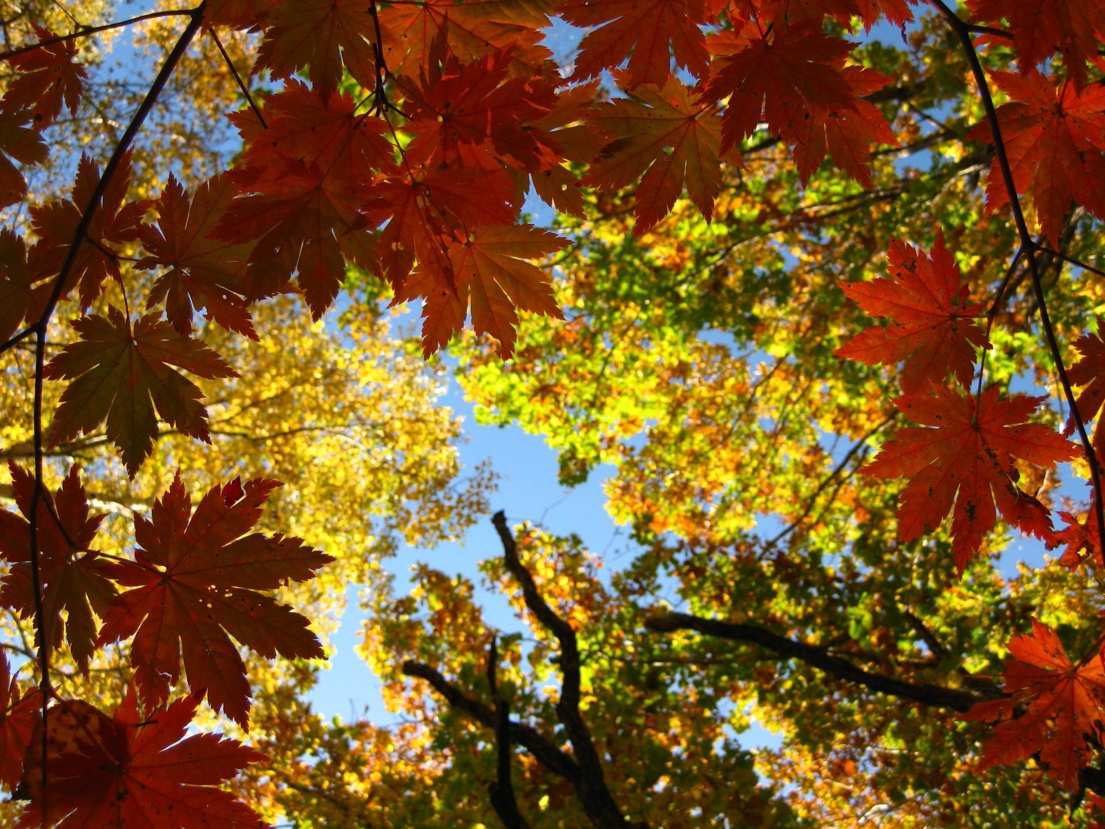 yaprakları yaprak sonbahar akçaağaç doğa ağaç sezon parlak açık havada ahşap güzel hava renk flora güneş şube yemyeşil park