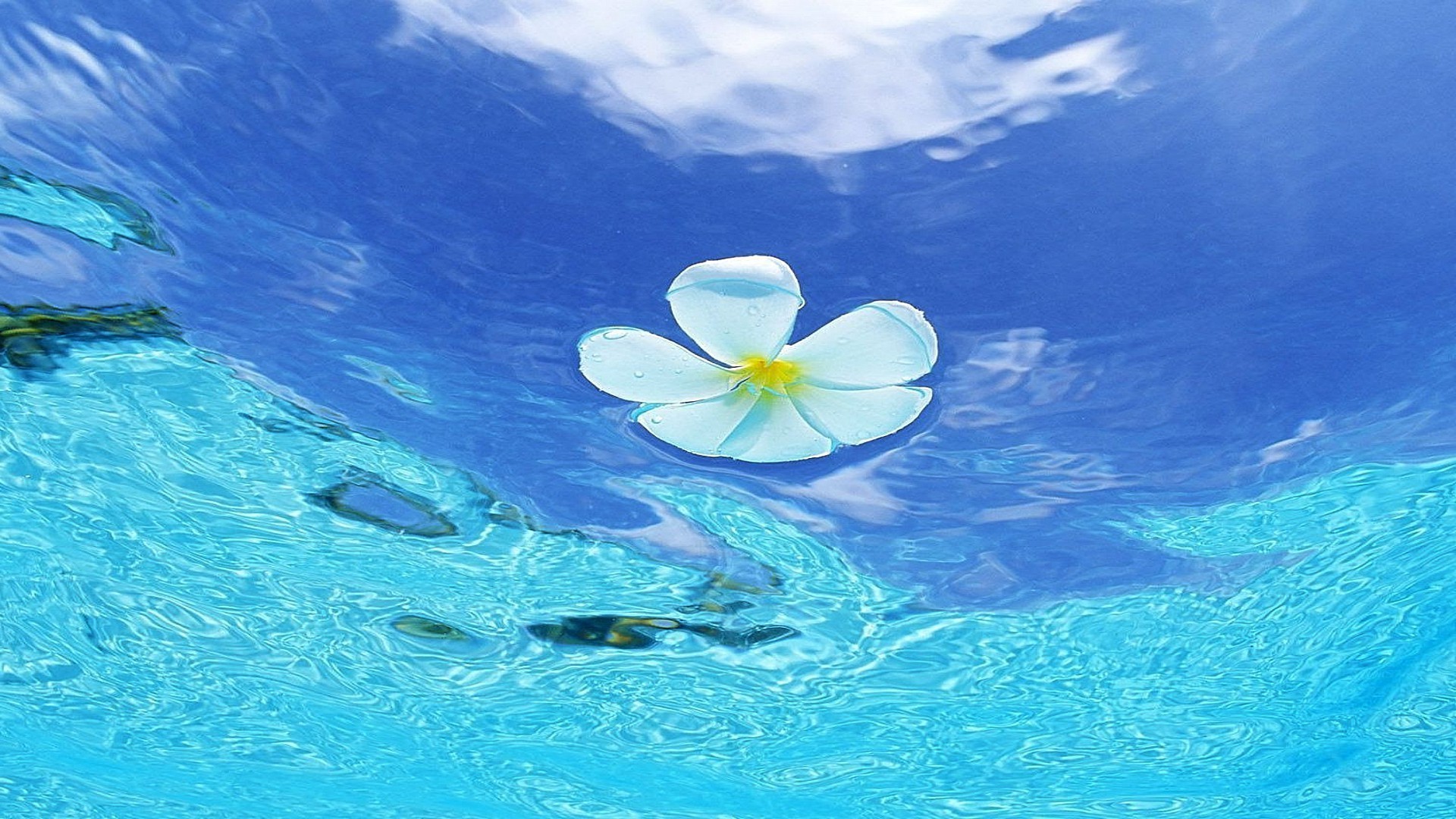 flowers in water water nature tropical ocean travel summer swimming turquoise fair weather sky sea