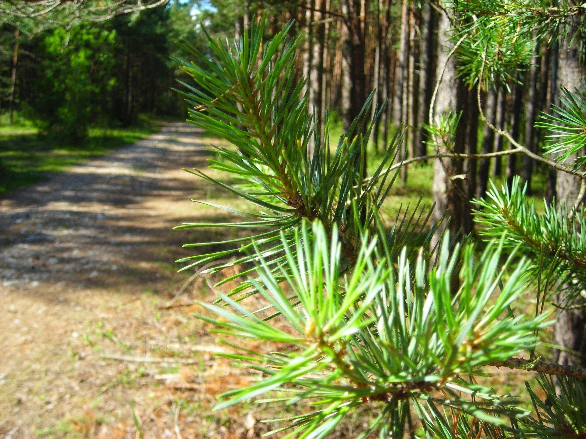 yaz ağaç doğa flora açık havada yaprak ahşap çevre park bahçe çimen yemyeşil manzara büyüme şube tropikal evergreen renk yağmur