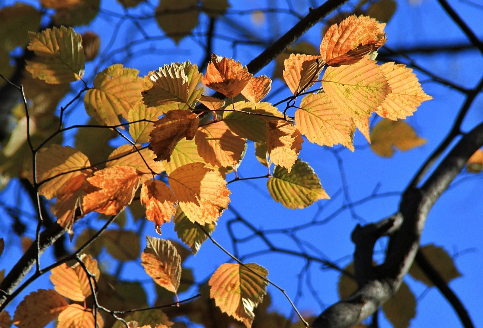 leaves leaf fall nature outdoors bright tree fair weather branch season flora park maple color growth sun