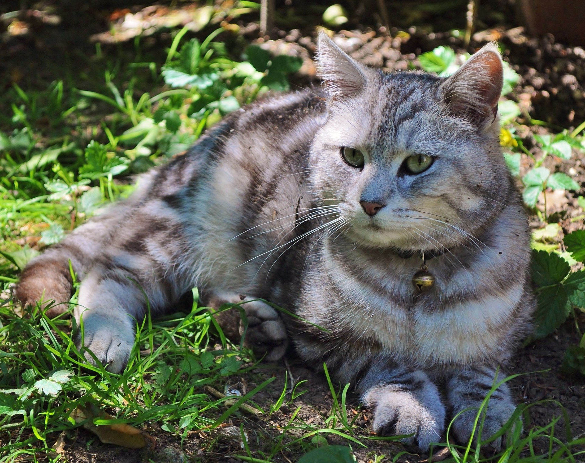 gatos gato animal gatinho fofa animal de estimação doméstico pele retrato mamífero olho tabby jovem natureza bigode fofo cabelo adorável visualização cinza grama