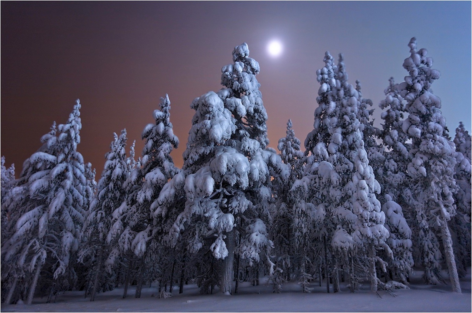 hiver neige gel froid arbre congelé noël saison bois pin météo sapin paysage glace evergreen givré branche