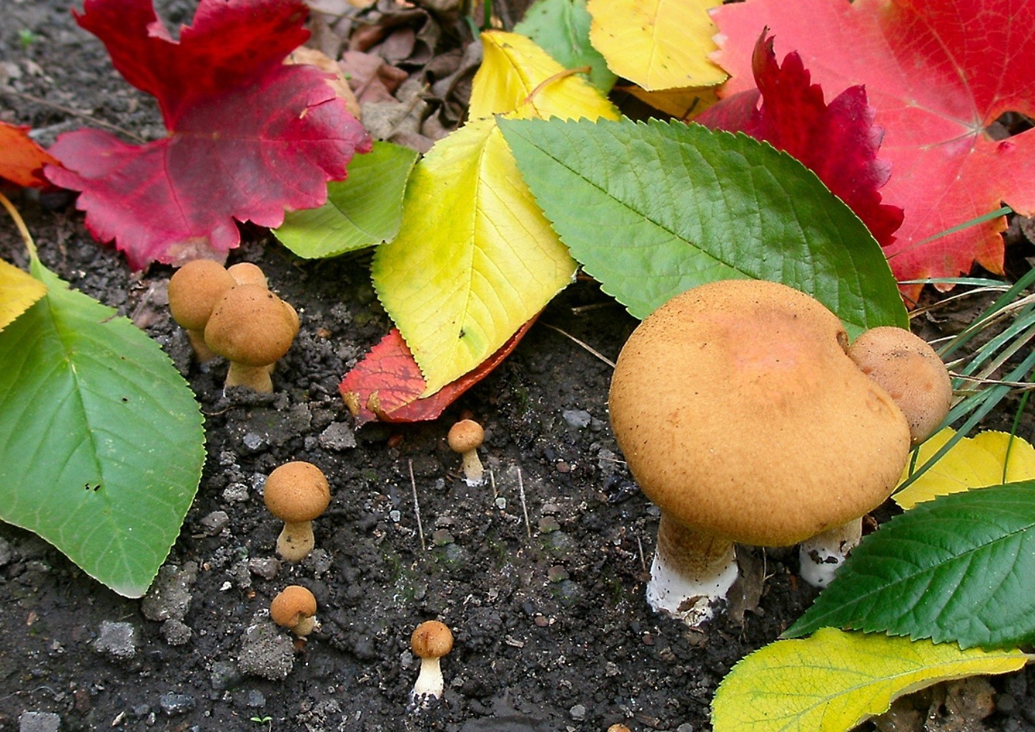 funghi foglia autunno natura flora cibo stagione crescita pascolo sano colore close-up desktop frutta estate all aperto legno