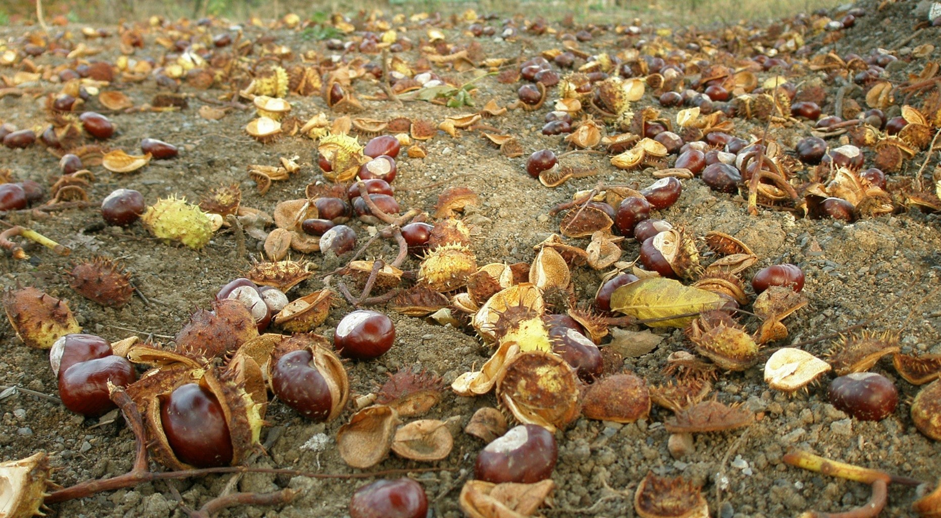 landscapes food nature shell desktop close-up fall shellfish fruit marine healthy texture color ground crustacean season sea nut