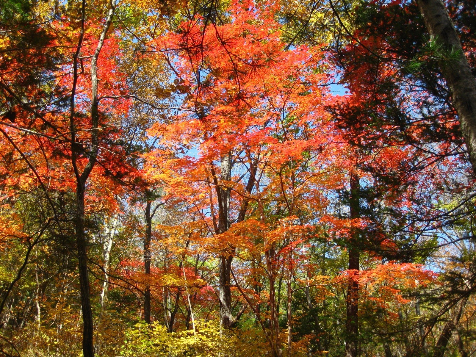 automne automne feuille arbre nature bois parc érable saison paysage branche à l extérieur couleur or scène paysage environnement scénique flore lumineux