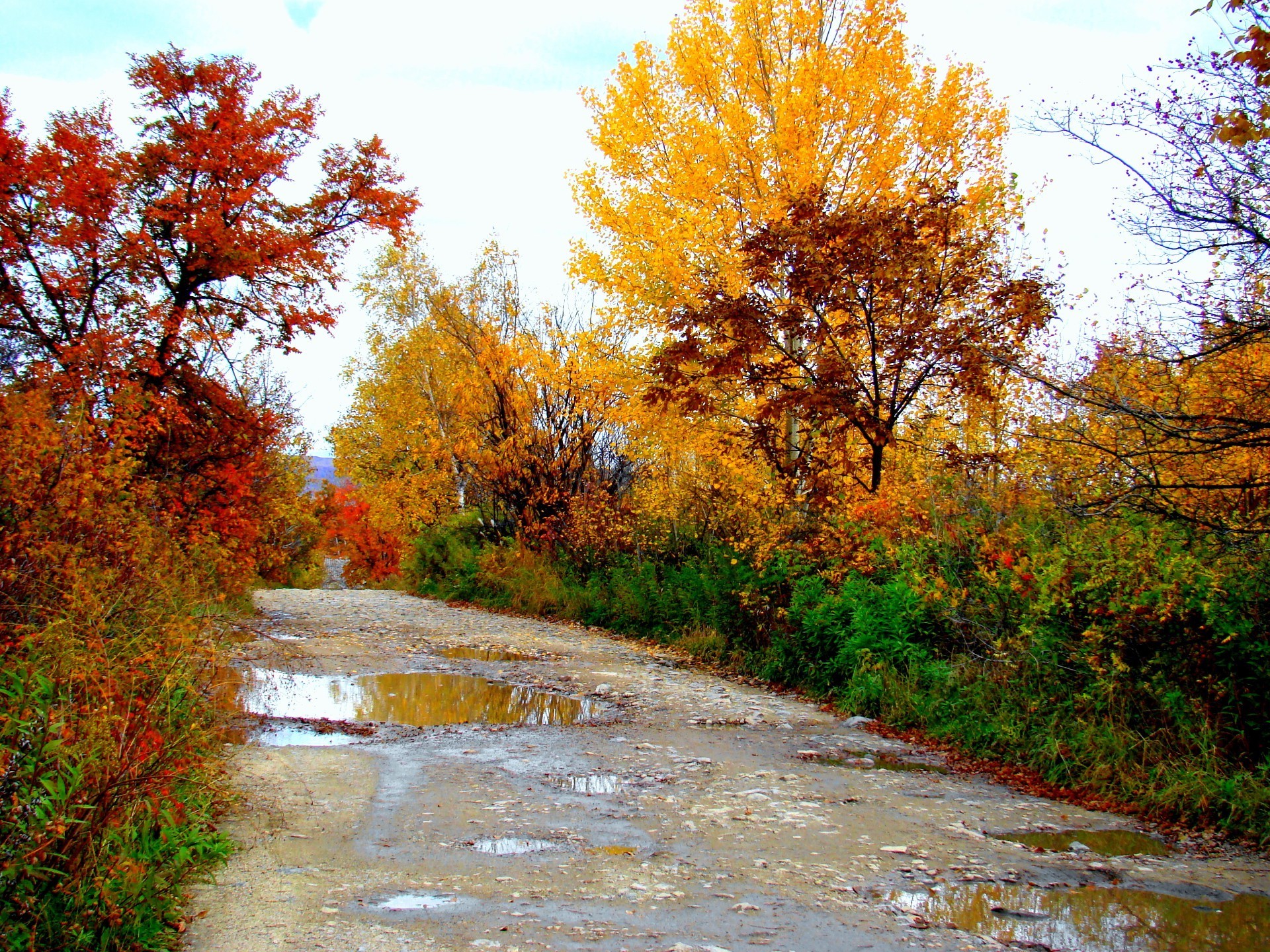 autunno autunno foglia albero paesaggio acero natura legno stagione parco scenic ambiente all aperto ramo guida paesaggio scena rurale