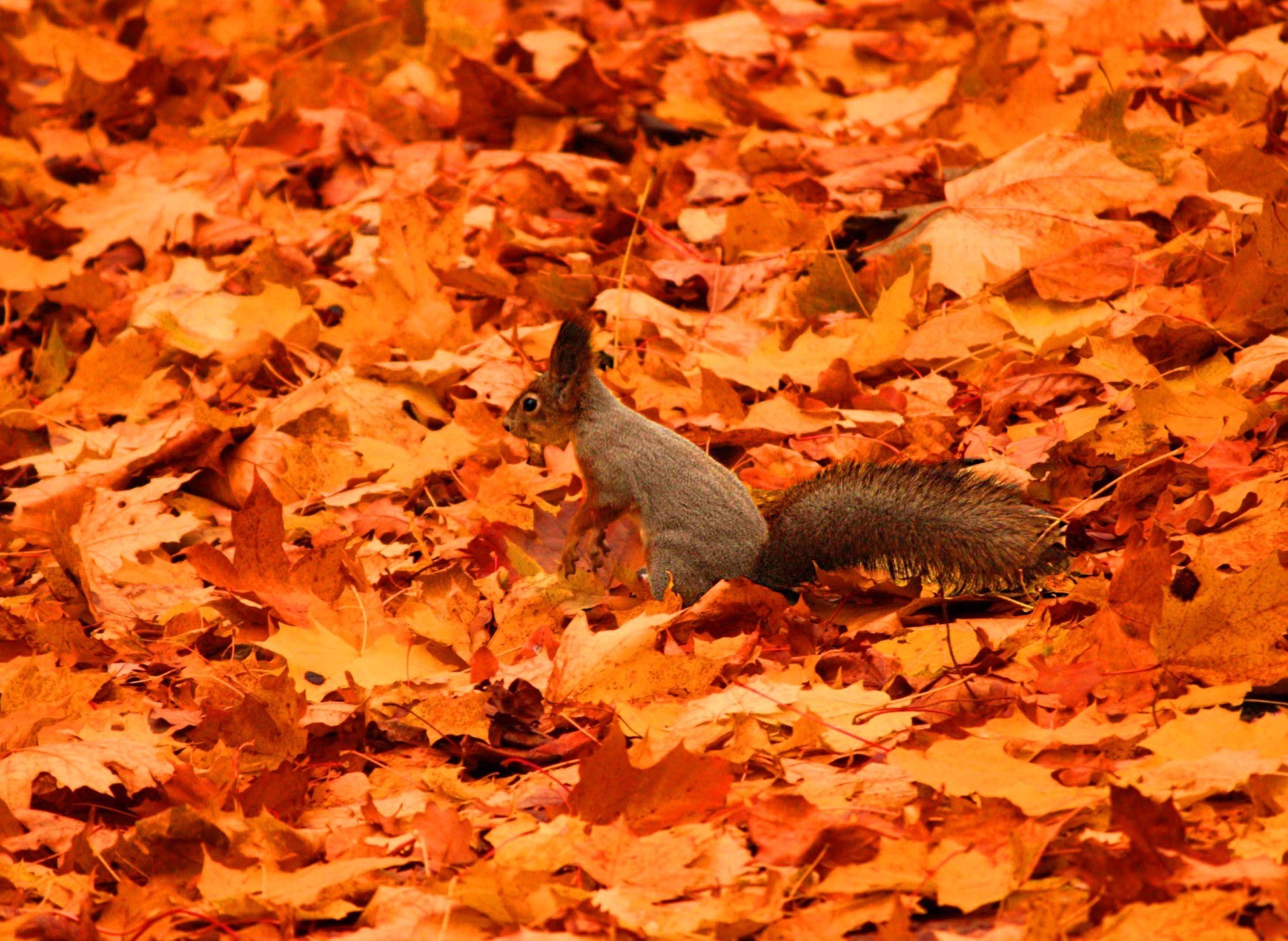 feuilles automne feuille érable arbre parc nature à l extérieur bois or couleur environnement bureau