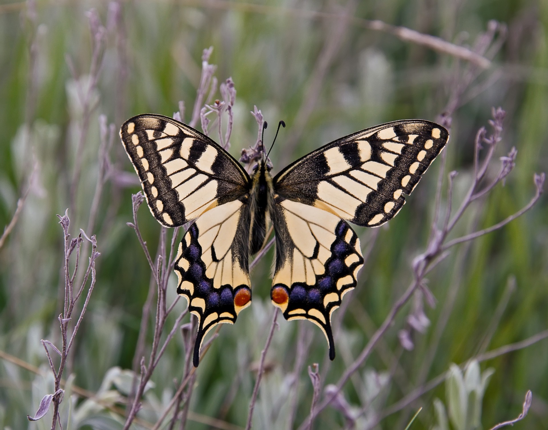 tiere schmetterling insekt natur flügel lepidoptera tierwelt monarch im freien sommer sanft tier entomologie blume motte wirbellose antenne fliegen metamorphosen flug