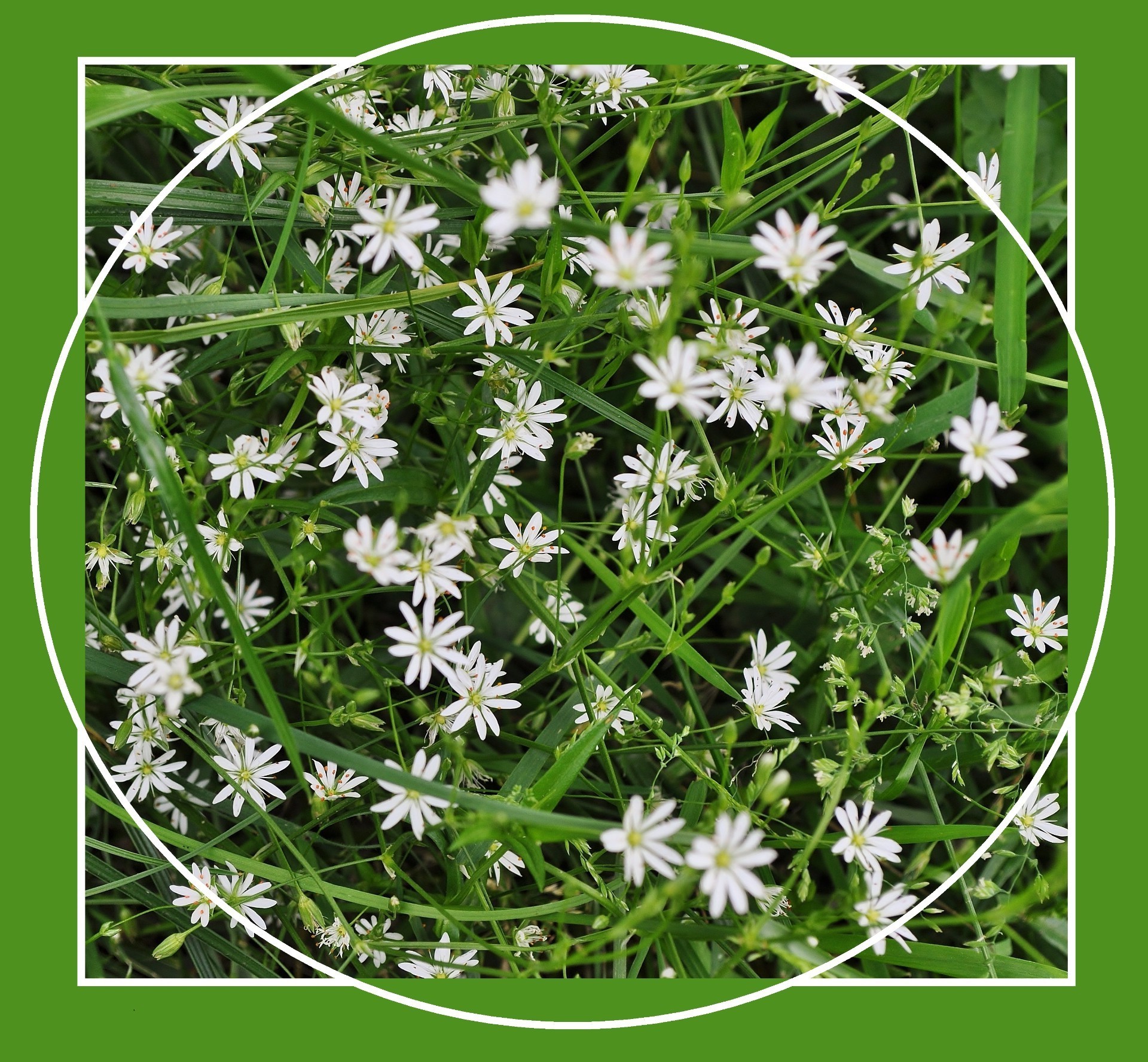 wildflowers flower flora nature floral grass garden summer hayfield petal desktop season leaf blooming field freshness bright wildflower springtime wild herb