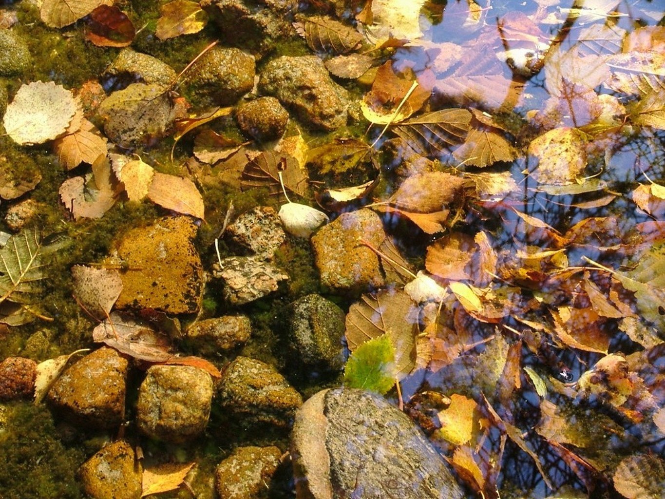 paisaje otoño naturaleza hoja agua escritorio al aire libre madera textura temporada roca color madera piedra medio ambiente flora parque río patrón arce