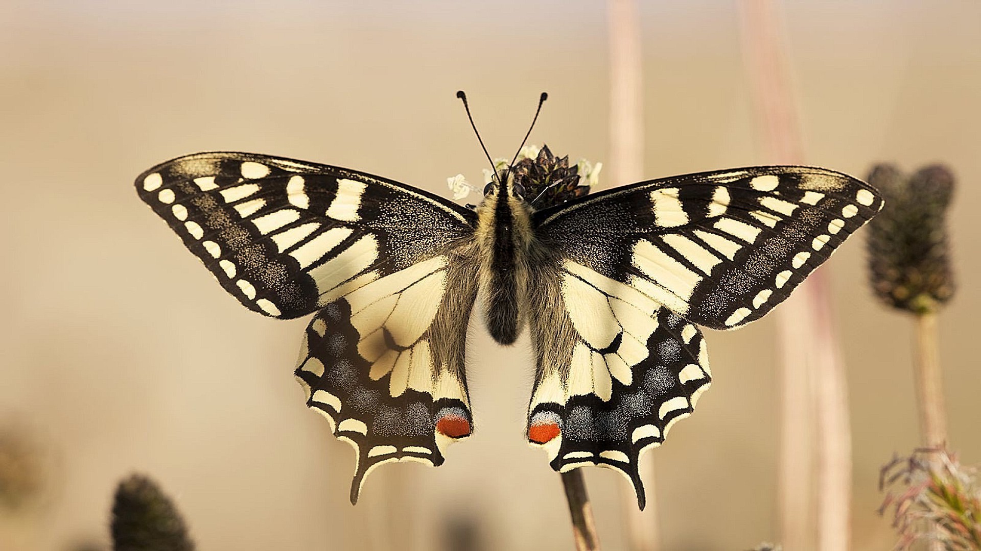 animales mariposa insecto naturaleza ala vida silvestre animal lepidópteros verano polilla volar al aire libre vuelo invertebrados hermoso delicado monarca antena