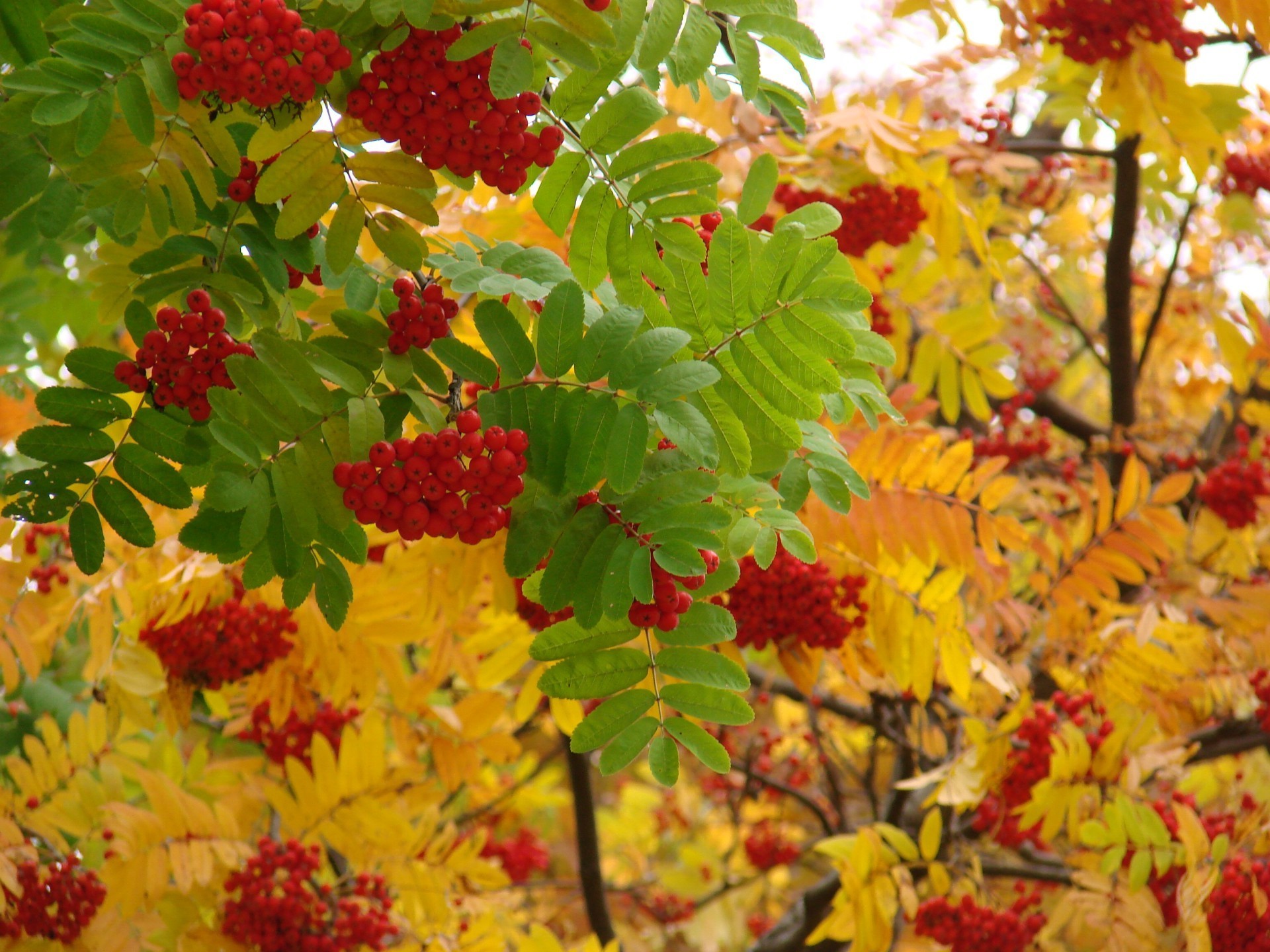 beeren blatt natur herbst saison zweig baum flora farbe hell garten eberesche schließen park schön hell sommer strauch im freien