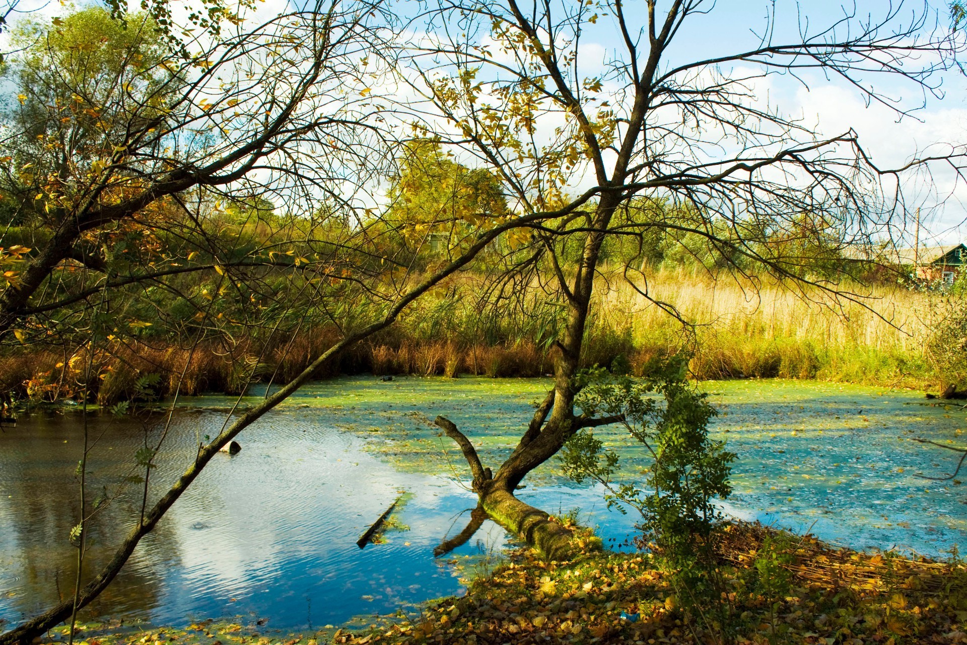 fiumi stagni e torrenti stagni e torrenti legno acqua natura paesaggio legno autunno lago stagione parco riflessione fiume foglia scenico all aperto paesaggio ambiente scena freddo piscina