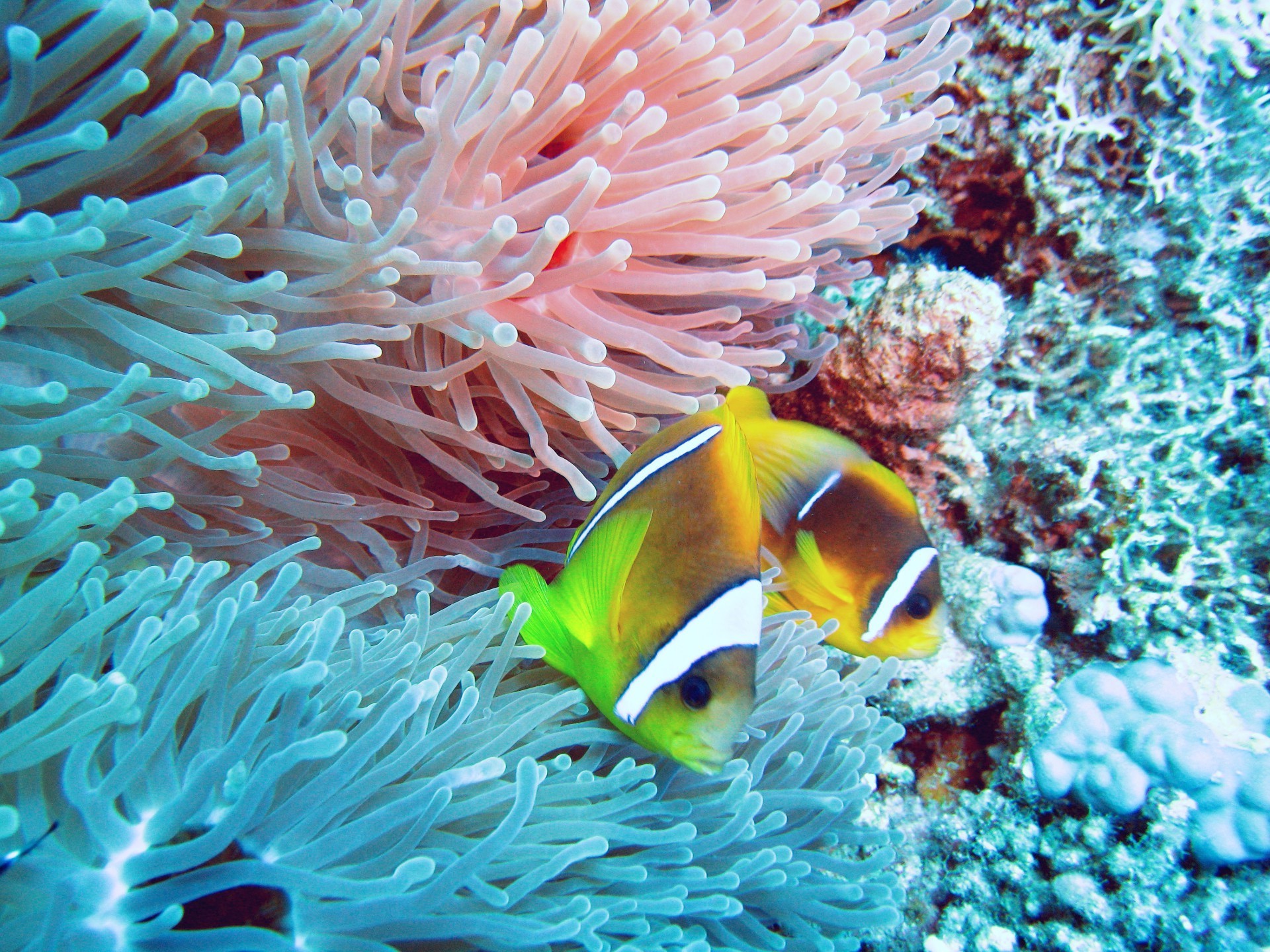 les habitants des océans et des rivières sous-marin corail poissons récif océan mer anémone invertébrés tropical faune marine eau aquatique animal plongée sous-marin plongée sous-marine aquarium exotique snorkeling