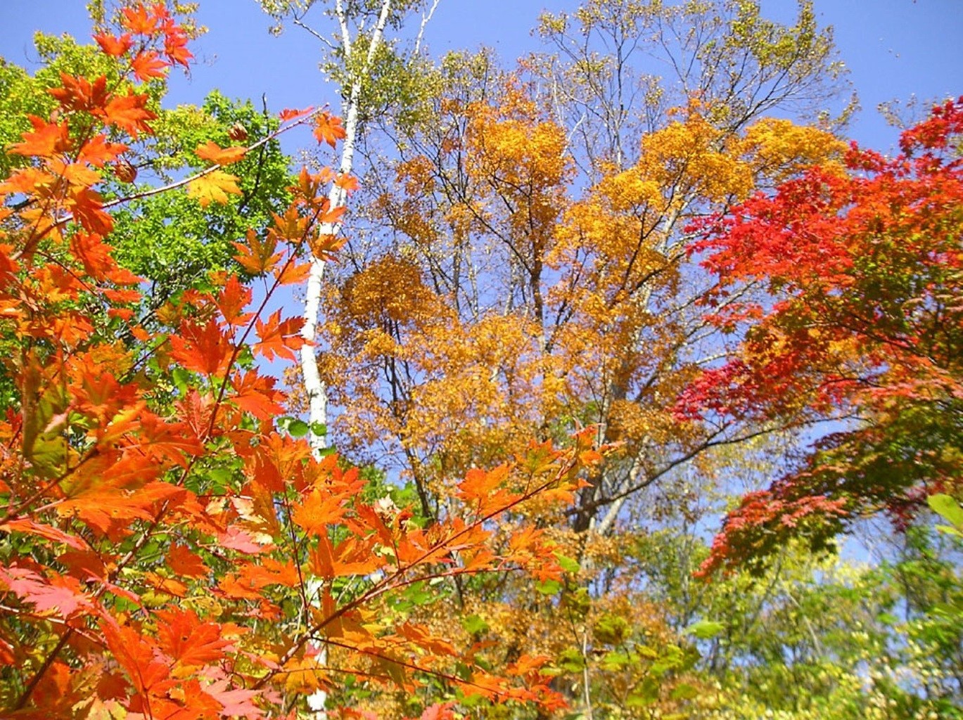 sonbahar yaprak sonbahar ağaç sezon doğa park akçaağaç şube parlak manzara renk flora sahne güzel hava açık havada sahne güneşli kırsal çevre