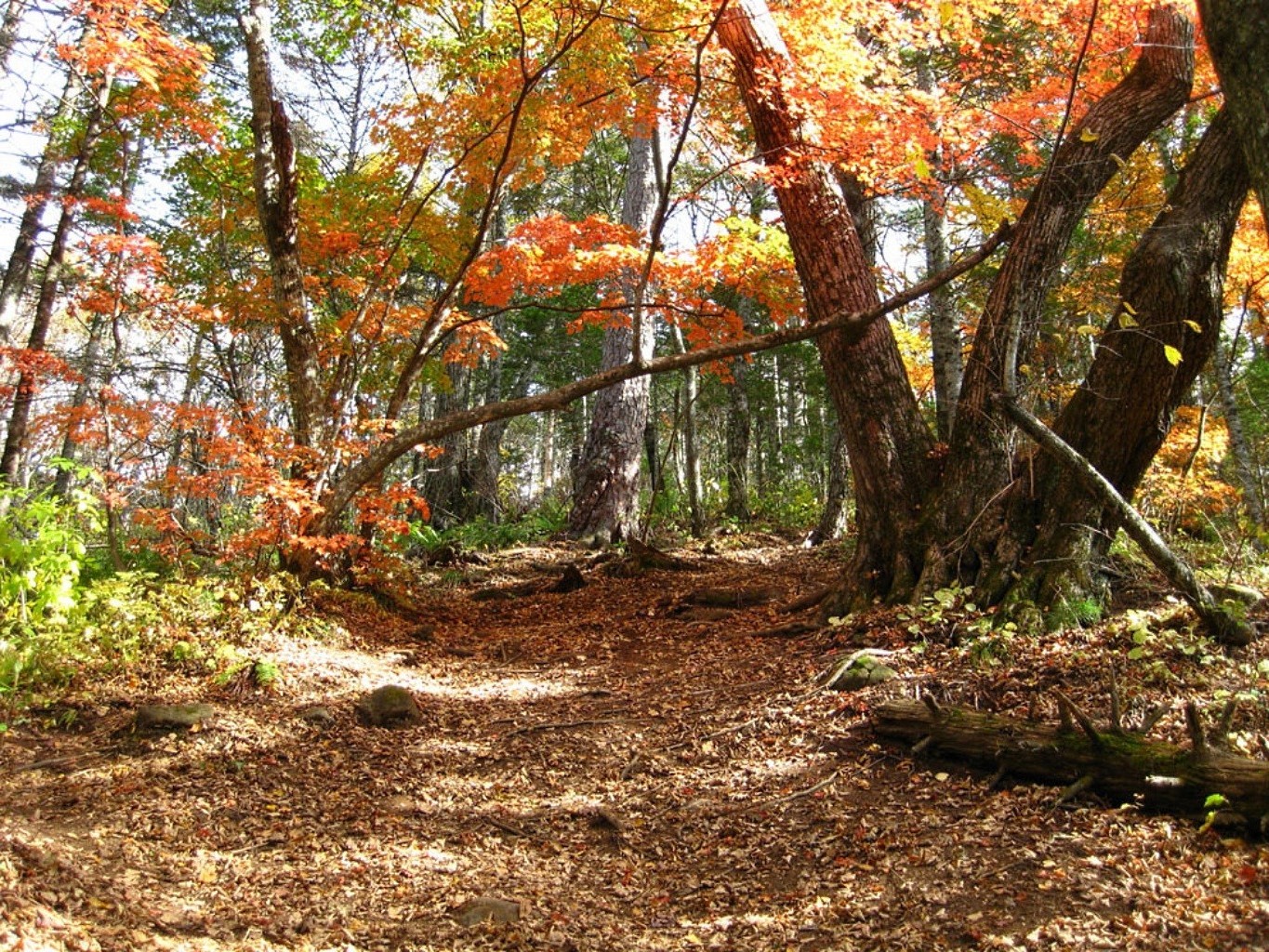 herbst herbst blatt natur holz holz saison park landschaft flora umwelt ahorn zweig im freien landschaft üppig landschaftlich gutes wetter szene kofferraum