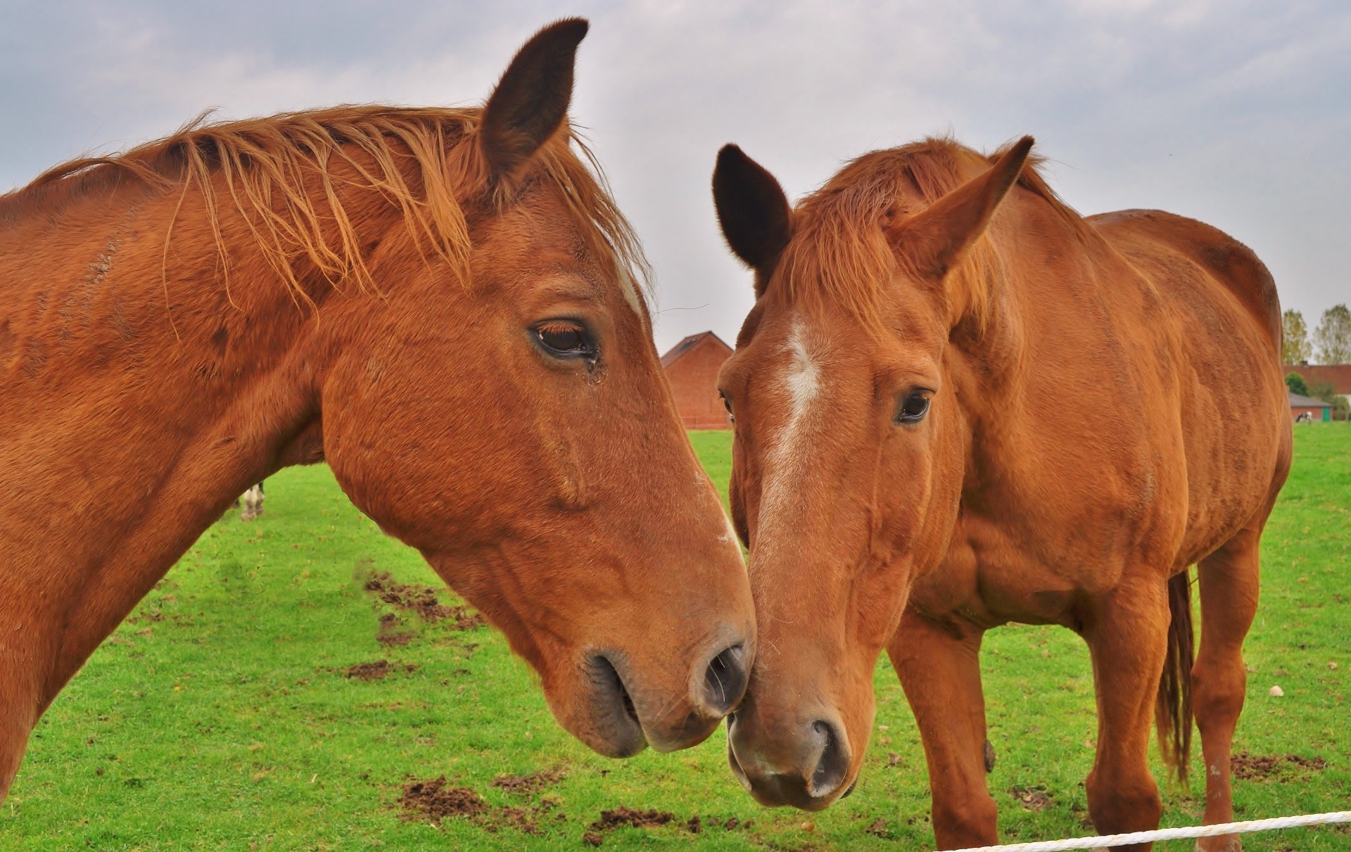 horses mammal mare pasture horse cavalry animal farm hayfield grass stallion field livestock mane agriculture equine equestrian grassland racehorse