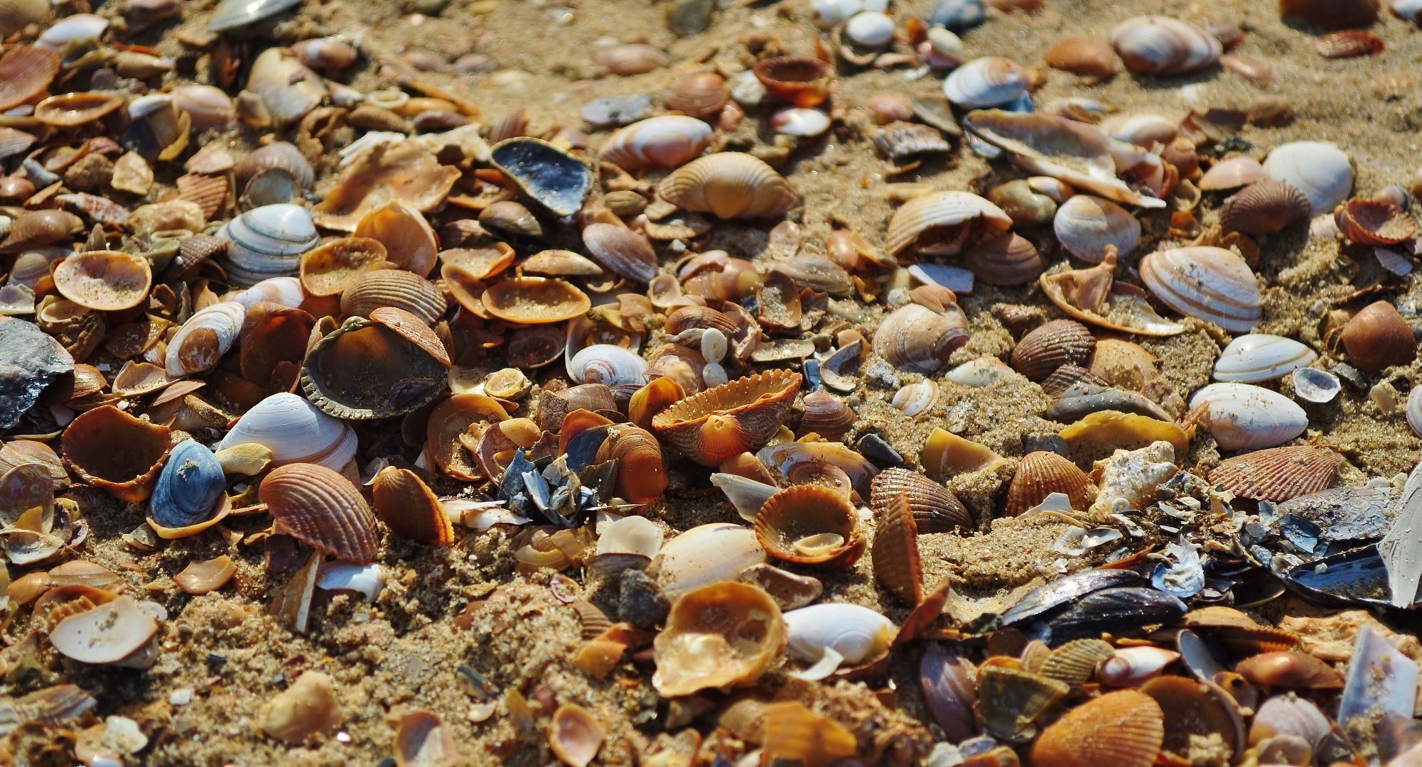 morze i ocean skorupiaki skorupiaki morskie muszle natura morze pulpit mięczak ryby morze bezkręgowce ocean podwodny skorupiaki tekstura małże plaża zbliżenie na zewnątrz