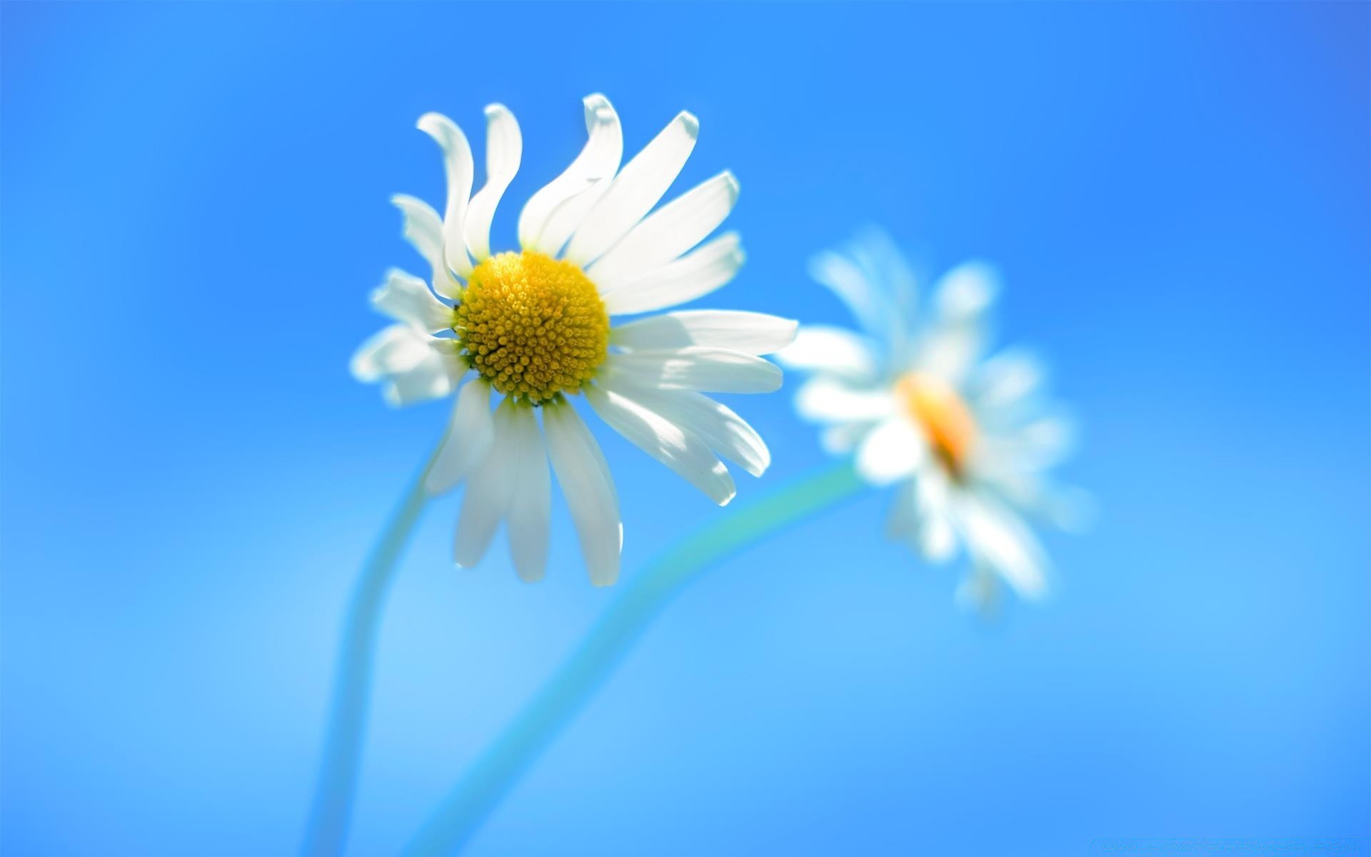 windows nature flower summer flora chamomile color bright blur close-up growth freshness petal garden leaf fair weather