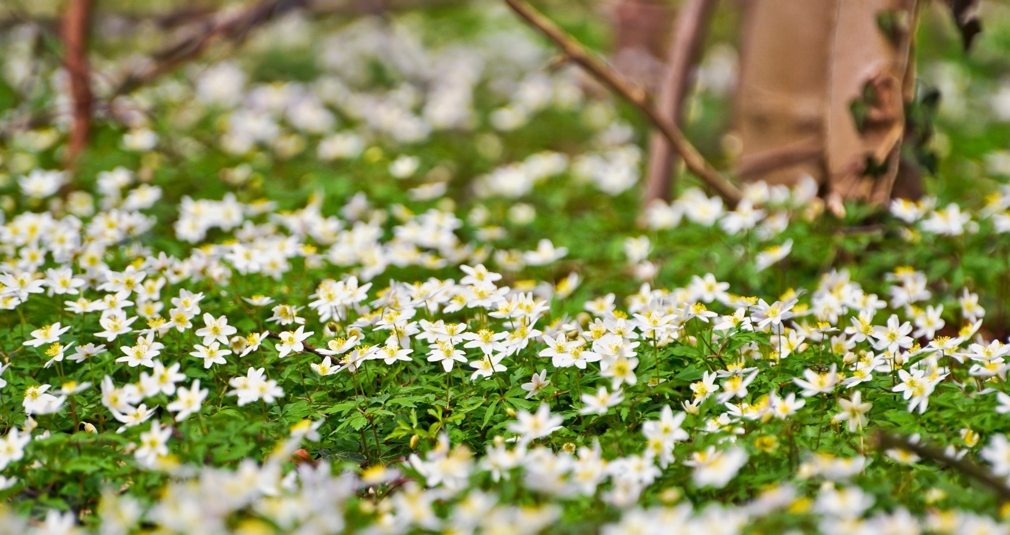 lato kwiat natura liść flora ogród bluming kwiatowy sezon płatek trawa pole jasny dobra pogoda na zewnątrz park sianokosy środowisko dziki