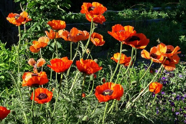 Red poppies on a background of green grass