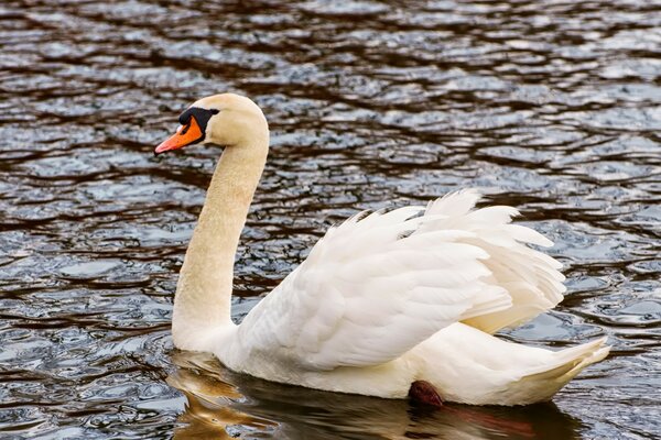 A white swan is floating on the lake