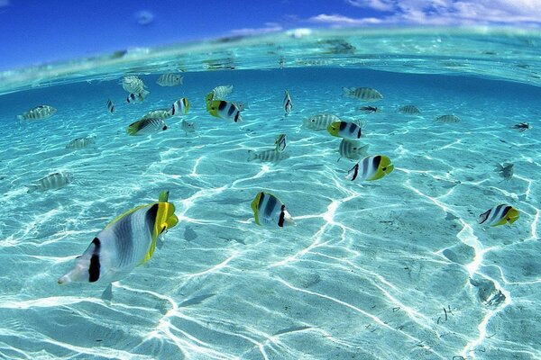 Incredibile mondo sottomarino dell oceano