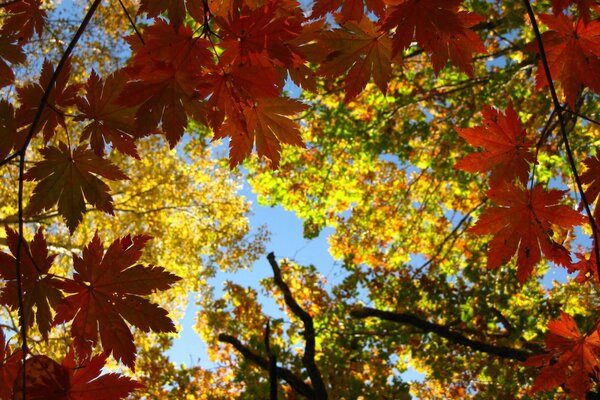 Maple leaf autumn nature